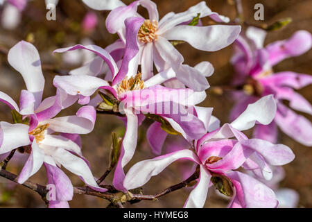 Star Magnolia stellata Rosea Stock Photo