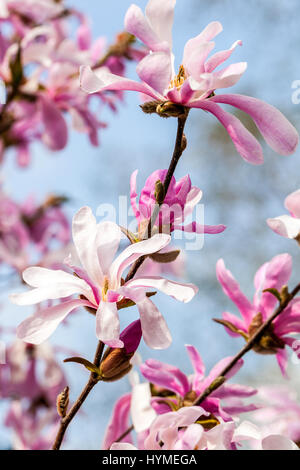 Star Magnolia stellata 'Rosea' Light pink Magnolia Stock Photo