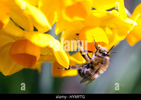 Narcissus 'Martinette', bee on flower, Daffodil, Daffodils Stock Photo