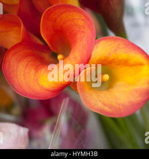 the flower of an orange calla lily and partial leaf as ornament Stock Photo