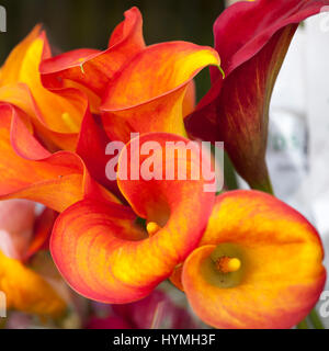 the flower of an orange calla lily and partial leaf as ornament Stock Photo