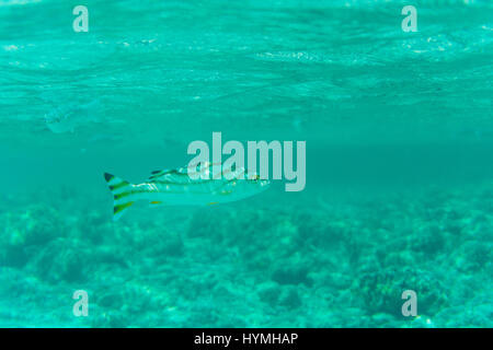 Underwater shot with sunrays and fishes in deep tropical sea Stock Photo