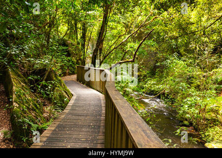 Pathway through New Zealand native bush, Mangapohue Natural Bridge, Waitomo District, Waikato, New Zealand. Stock Photo