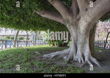 Cadiz Spain- April 1: Giant Rubber Tree 'ficus macrophylla' aged more than one hundred years near the Beach 'Playa De La Caleta', Cadiz, Spain Stock Photo