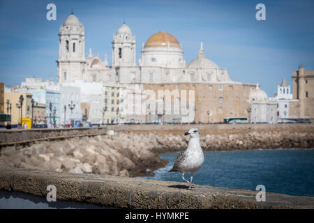 A gull watching in Paseo Campo del Sur (Cadiz Cathedral called Old Cadiz Cathedral or Church of Santa Cruz). Cadiz. Andalusia, Spain Stock Photo