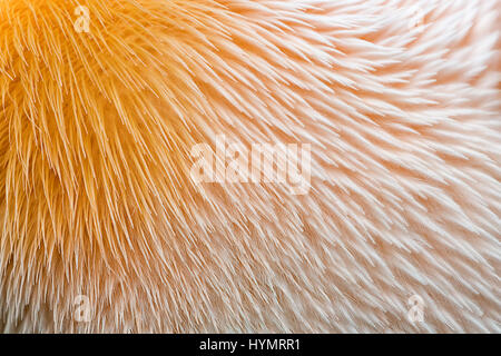 Orange and pink feathers of pelican texture, close view Stock Photo