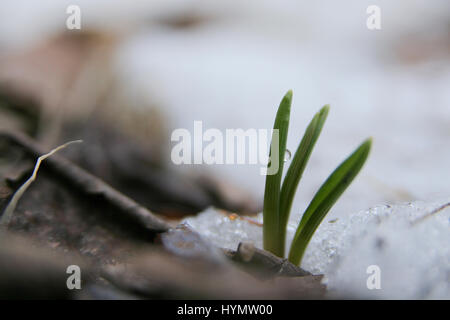Green leaves sprouting through snow during spring season Stock Photo