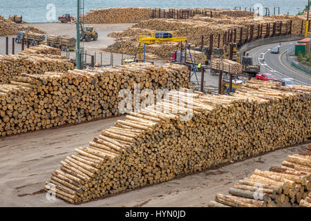 Tree Logs Sawlogs Stacked Up Ready For Shipping From Port Chalmers, Near Dunedin, New Zealand Stock Photo