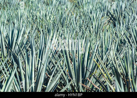 Field of blue agave plants in a field in Mexico.  Blue agave is the main ingredient in tequila Stock Photo