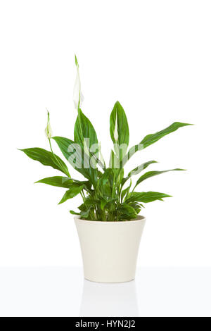 Spathiphyllum flower plant isolated on white Stock Photo