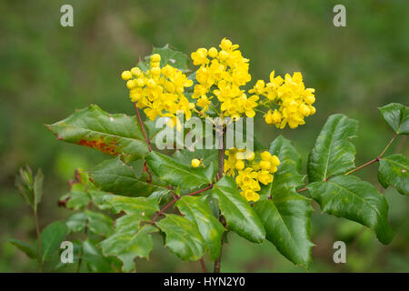 Tall Oregon Grape, AKA Shining Oregon-Grape (Mahonia aquifolium), the state flower of Oregon; Mount Pisgah Arboretum, Willamette Valley, Oregon. Stock Photo