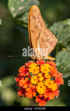 Julia, Orange Julia, Julia Heliconian, The Flame, or Flambeau, is a species of brush-footed butterfly (Dryas iulia) pollinating Lantana blossoms, at t Stock Photo