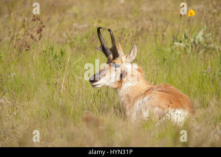 Male pronghorn resting in National Bison Range, Montana Stock Photo