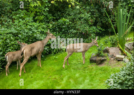 Mule deer does (Odocoileus hemionus) eating plants in a rural yard in Issaquah, Washington, USA Stock Photo