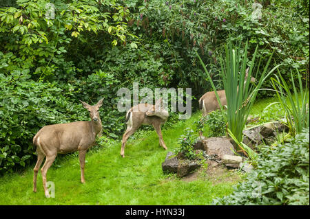 Three Mule deer does (Odocoileus hemionus) wandering about, eating plants in a rural yard in Issaquah, Washington, USA Stock Photo