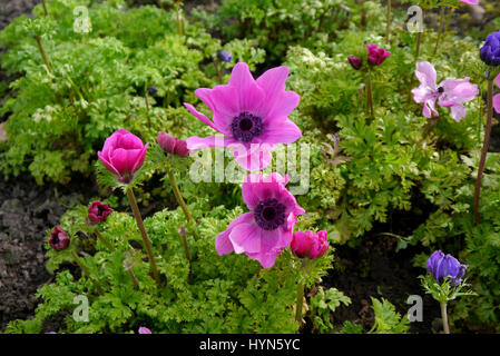 A Display of Mixed Anemone coronaria (De Caen Group) Grown in a Border at RHS Garden Harlow Carr, Harrogate, Yorkshire. UK Stock Photo