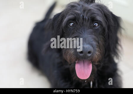 Cute black scruffy puppy dog with tongue out Stock Photo