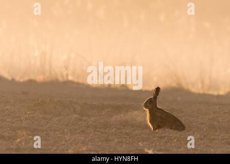Vertical photo of wild hare (rabbit) with brown fur and long ears in morning back light which goes through soft fog. Animal sits on brown field during Stock Photo