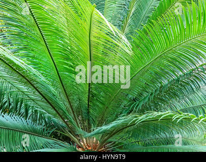 Cycas revoluta also called sago palm, king sago, sago cycad, Japanese sago palm Stock Photo