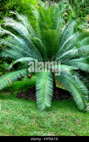 Full-grown tree Cycas revoluta also called sago palm, king sago, sago cycad, Japanese sago palm Stock Photo