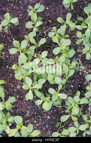 Callistephus chinensis. Aster giant single andrella mixed flower seedlings in a seed tray Stock Photo