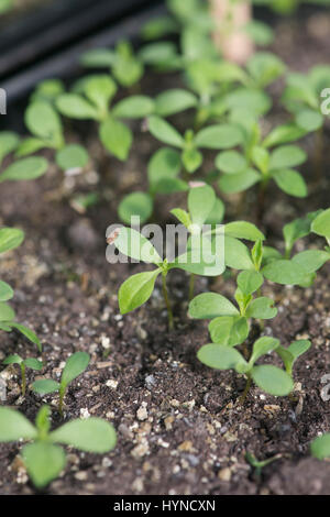 Callistephus chinensis. Aster giant single andrella mixed flower seedlings in a seed tray Stock Photo