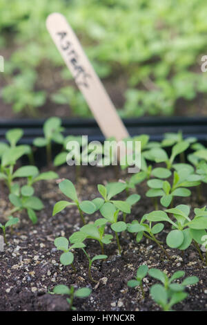 Callistephus chinensis. Aster giant single andrella mixed flower seedlings in a seed tray Stock Photo