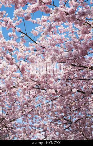 Prunus. Japanese cherry tree blossom in march against a blue sky Stock Photo