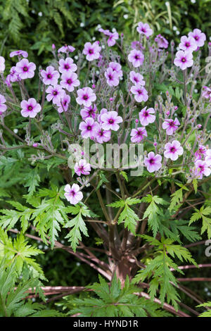 Geranium Maderense. Madeira cranesbill / Giant Herb Robert flower Stock Photo