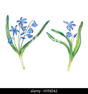 Illustration of first spring wild flowers - Scilla bifolia blue forest flowers. Hand drawn watercolor painting on white background. Stock Photo