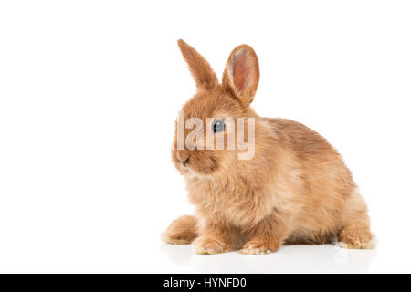 Cute red bunny on white Stock Photo