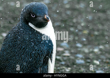 Adélie penguin on King George Island, Antarctica Stock Photo