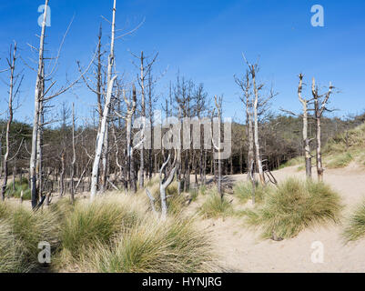 Dead pine trees at newborough in Anglesey North Wales Stock Photo