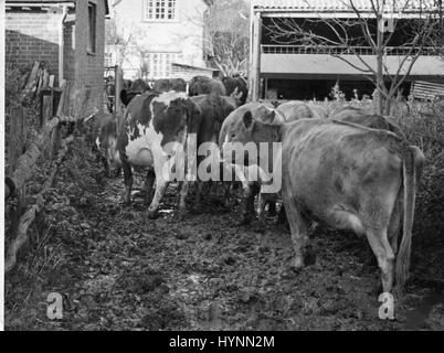 A small herd of dairy cows walk along a muddy track towards a farm yard  ready for milking time at a farm in Surrey, England circa 1970. Stock Photo