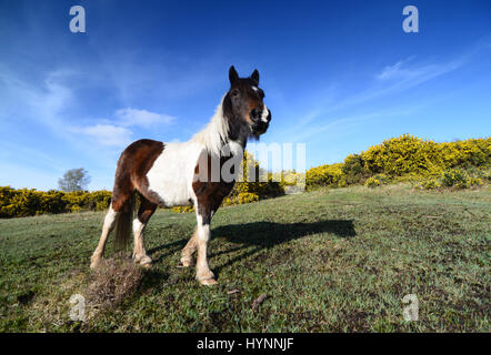 Pinto New Forest pony looking forward and up in evening sunlight in April with blue sky Stock Photo