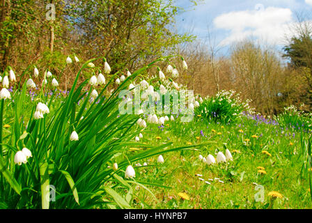 Little Bredy, Dorset, UK. 5th April, 2017. UK weather. Swathes of snowdrops in the sunshine at Bridehaven House, Little Bredy, Dorset Credit: stuart fretwell/Alamy Live News Stock Photo