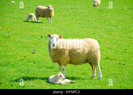 Little Bredy, Dorset, UK. 5th April, 2017. UK weather.Newly-born lambs relax in the sunshine in the farmer's fields at Little Bredy, Dorset Credit: stuart fretwell/Alamy Live News Stock Photo