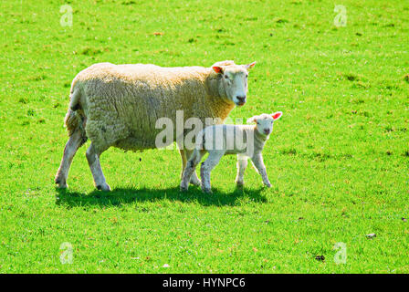 Little Bredy, Dorset, UK. 5th April, 2017. UK weather. Newly-born lambs relax in the sunshine in the farmer's fields at Little Bredy, Dorset Credit: stuart fretwell/Alamy Live News Stock Photo