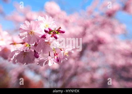 Berlin, Germany. 30th Mar, 2017. Japanese cherry blossom in Berlin, on March 30, 2017. Photo: picture alliance/Robert Schlesinger | usage worldwide/dpa/Alamy Live News Stock Photo