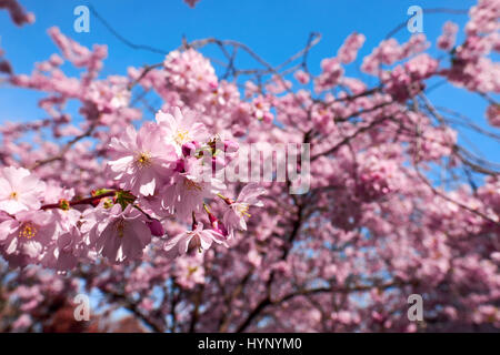 Berlin, Germany. 30th Mar, 2017. Japanese cherry blossom in Berlin, on March 30, 2017. Photo: picture alliance/Robert Schlesinger | usage worldwide/dpa/Alamy Live News Stock Photo