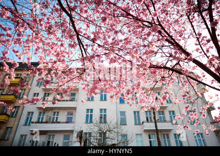 Berlin, Germany. 30th Mar, 2017. Japanese cherry blossom in Berlin, on March 30, 2017. Photo: picture alliance/Robert Schlesinger | usage worldwide/dpa/Alamy Live News Stock Photo