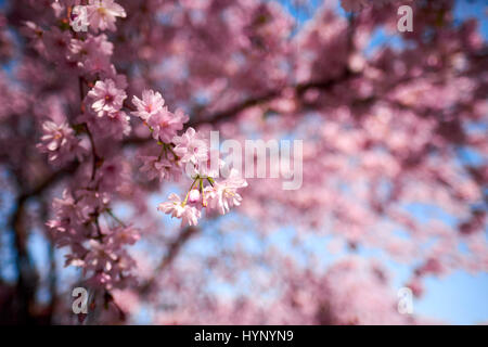 Berlin, Germany. 30th Mar, 2017. Japanese cherry blossom in Berlin, on March 30, 2017. Photo: picture alliance/Robert Schlesinger | usage worldwide/dpa/Alamy Live News Stock Photo