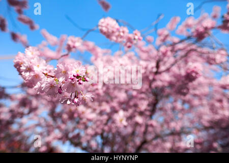 Berlin, Germany. 30th Mar, 2017. Japanese cherry blossom in Berlin, on March 30, 2017. Photo: picture alliance/Robert Schlesinger | usage worldwide/dpa/Alamy Live News Stock Photo