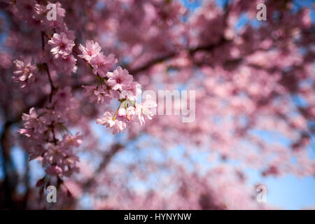 Berlin, Germany. 30th Mar, 2017. Japanese cherry blossom in Berlin, on March 30, 2017. Photo: picture alliance/Robert Schlesinger | usage worldwide/dpa/Alamy Live News Stock Photo