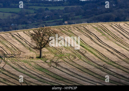 Lonely tree on arable land Stock Photo