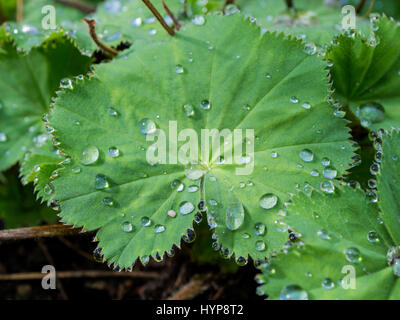 Water drops on a leaf of the Alchemilla mollis (Lady's Mantle) in spring