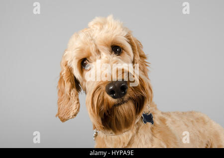 Cockapoo Dog against a grey background Stock Photo