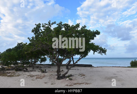 Divi trees that are wind blown along the coast of Aruba. Stock Photo