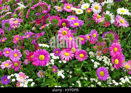 Flower bed of flowering autumn flowers outdoors Stock Photo