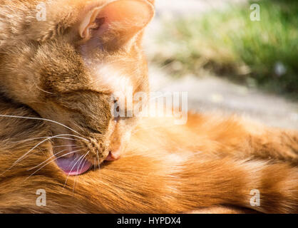 Ginger Cat Washing Himself in the Sunshine Stock Photo